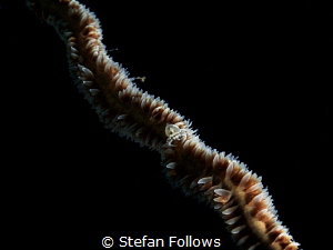 Dark Side of the Moon. Wire Coral Shrimp - Pontonides unc... by Stefan Follows 